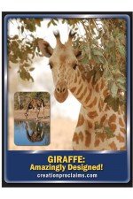 Giraffe Cards