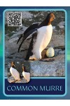 Common Murre Cards