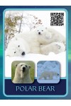 Polar Bear Cards
