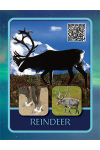 Reindeer Cards
