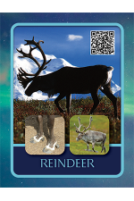 Reindeer Cards