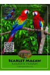 Scarlet Macaw Cards