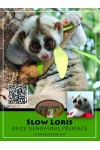 Slow Loris Cards